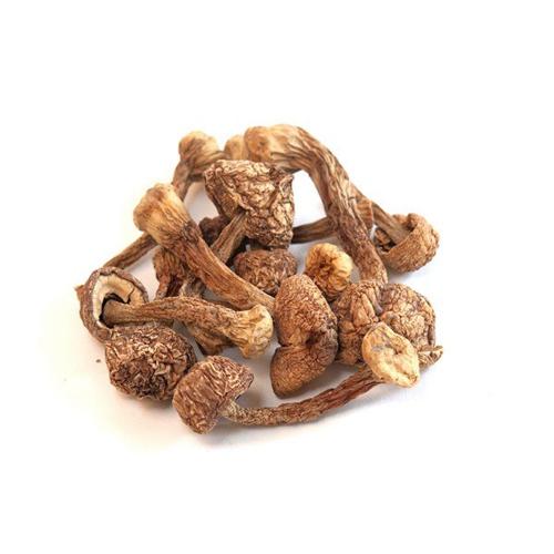 Buy Brazilian Magic Mushrooms Online In Oregon, USA