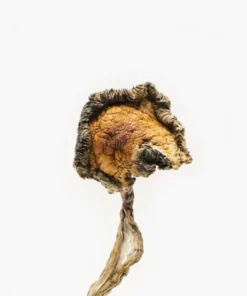 Blue Meanies, scientifically known as Panaeolus cyanescens, are a potent variety of magic mushrooms known for their high psilocybin content. T