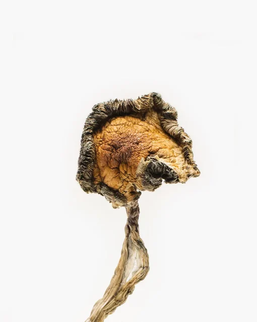 Blue Meanies, scientifically known as Panaeolus cyanescens, are a potent variety of magic mushrooms known for their high psilocybin content. T