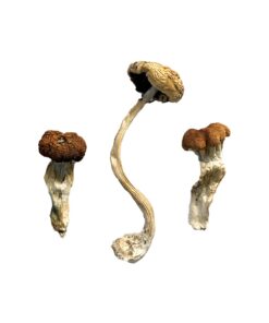 Malaysian Mushrooms