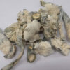 Avery Albino Magic Mushroom