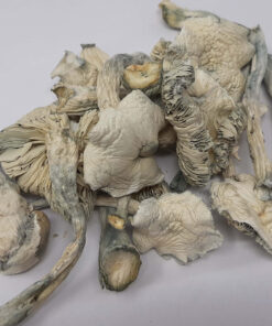 Avery Albino Magic Mushroom