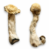 Buy Trinity Magic Mushrooms in Canada