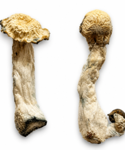 Buy Trinity Magic Mushrooms in Canada