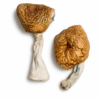 Buy Burmese Magic Mushrooms Canada