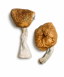 Buy Burmese Magic Mushrooms Canada