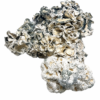 Buy Enigma Magic Mushrooms in Canada