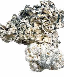 Buy Enigma Magic Mushrooms in Canada