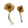 Buy Ban Thurian Magic Mushrooms in Canada