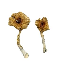 Buy Ban Thurian Magic Mushrooms in Canada