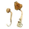 B+ Magic Mushrooms