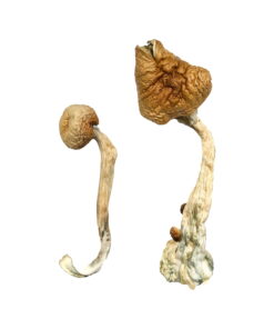 B+ Magic Mushrooms