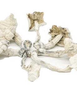 Albino Cambodian Psilocybe Cubensis