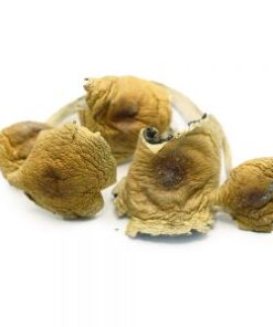 Big Daddy Psilocybe Cubensis