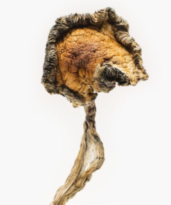 Blue Meanie Magic Mushrooms Online