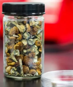 African Transkei Magic Mushrooms