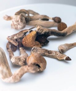 Buy Amazonian Magic Mushrooms
