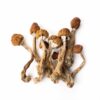 Buy Tri-Colour Ecuadorian Magic Mushroom (Premium)