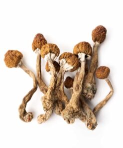 Buy Tri-Colour Ecuadorian Magic Mushroom (Premium)