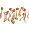 Golden Mammoth Magic Mushrooms