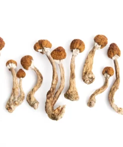 Golden Mammoth Magic Mushrooms