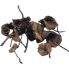 Pan Cyans Mushrooms