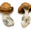 Buy Makilla Gorilla Magic Mushrooms in Canada