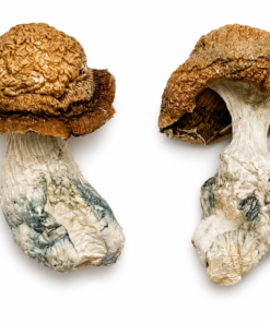 Buy Makilla Gorilla Magic Mushrooms in Canada