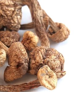 Brazilian Magic Mushrooms