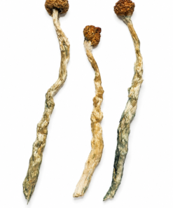 Buy Arenal Volcano Magic Mushrooms CANADA