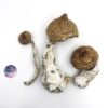 LIZARD KING Magic Mushrooms – Lizard King Psilocybe Cubensis