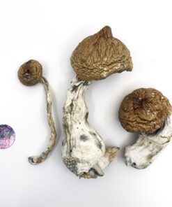 LIZARD KING Magic Mushrooms – Lizard King Psilocybe Cubensis
