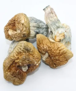 Melmac PE Magic Mushroom – Psilocybin Shrooms