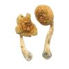 Premium Penis Envy Mushrooms