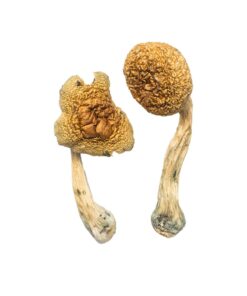 Premium Penis Envy Mushrooms